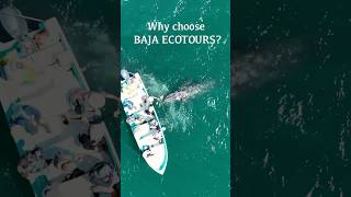 Why choose Baja Ecotours? #whalewatching #ecotourism #bucketlist