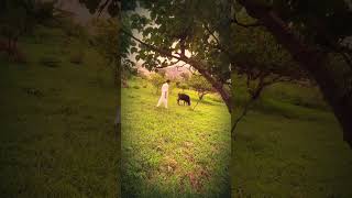 Lost in nature magic #shorts #reels #dailyvlog #trending #reels #virulvideo #hizkhan #lyrics #song