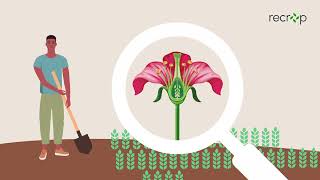 RECROP COST: Ensuring Sustainable Crop Yields for Future Generations
