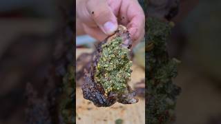 Beef Back Ribs over Open Fire! #bbq #livefire #beef #shorts
