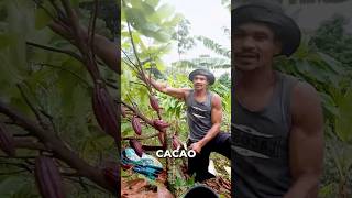 Cutting Down Cacao Trees Explanation