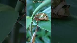 ヒメコガネ？、【ある風景】 #そこにある自然 #ダボさんtv #自然 #未来遺産 #昆虫 #insects #コガネムシ科#ヒメコガネ