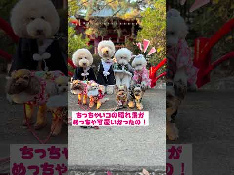 あけおめ動画#過去動画#犬のいる暮らし #大型犬 #プードル#晴れ着