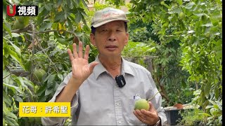 【分分鐘學園藝】“花哥”教你種：白柿