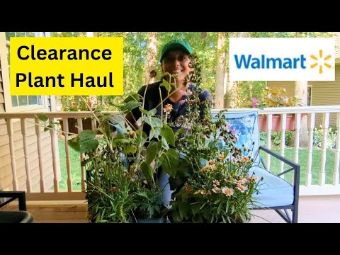 My Clearance Plant Haul from Walmart | Bargain Plants