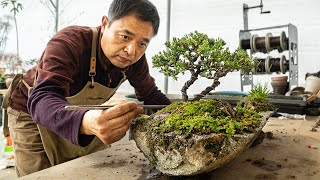 Several Years Taken! Bonsai on a Rock and a Moss Garden in a Living Room