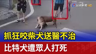 抓狂咬柴犬送醫不治 比特犬遭眾人打死