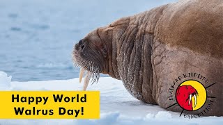 Happy World Walrus Day | Svalbard Wildlife Expeditions