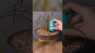 🌱 Grow Smarter with the MOES Zigbee Smart Soil Sensor! 🌦️🌡️