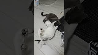 #cat #貓眼觀察室 #cute #貓咪日常 #catlover #貓跳台 #cutespets #kitten
