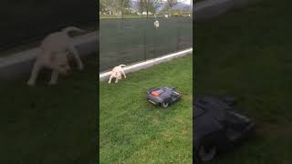 #cane #dog #uforobot #robot #tagliaerba #artu #piccolo #small
