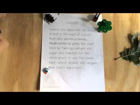 Q4 Writing Skills-Leaves