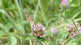Painted Lady on Red Clover ヒメアカタテハがムラサキツメクサに訪花吸蜜