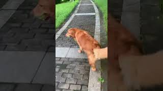 🐶🐶狗狗的户外活动｜早晨小山丘上，没有其他行人，听着清脆的鸟语，闲适地散步｜#狗狗 #dog