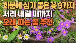 화분에 심기 좋은 꽃 9가지, 서리내릴 때까지 오래 피는 꽃 추천
