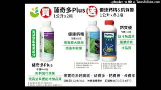 【芭樂】2023.08.28-下雨關係，如何增加芭樂的著果率？才不會一套帶果實就掉落可惜