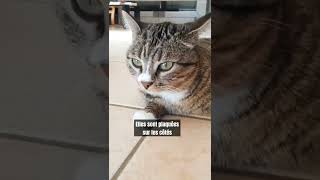 Comprendre son chat grâce à la position de ses oreilles