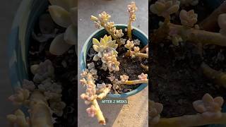 Succulent plants care tips: How to propagate succulents | 다육이 | 多肉植物