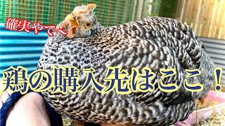 【最新版】ひよこ・ニワトリの購入先4選！日本一詳しく解説してます。