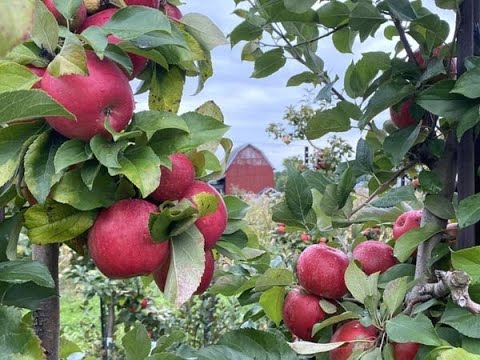 APPLE INDUSTRY DOWNFALL IN KASHMIR