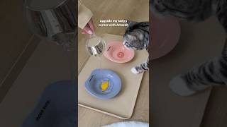 upgrade my kitty’s corner with Amazon #amazonpets #asmr #cat #funnycats #catlovers