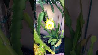 My dragon fruit flower timelapse #3 #shorts #kopiniaga #dragonfruitflower #youtube #pitaya