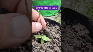 Nature's Way To Grow Plant Cutting ~ Gardening