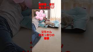 付きっきりの看護 #認知症犬 #shorts