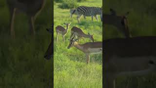 WOW. Whats going on here? #intothewild #wildlife #africa