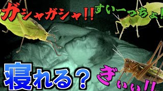 I can't sleep because Japanese grasshoppers are so loud😠