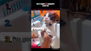 top 5 funny cat moments!!!😂😂😂