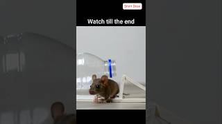 GENIUS RAT TRAP🐀 #rat #trap #animals #shorts #youtubeshorts