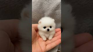 #cute#dog#doglove#cutedog#pome#love#cutelove#pet#mypet#cutepet#puppy#pomeranian #pets #petsrule