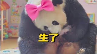 大熊猫良月终于领到属于自己的宝宝了