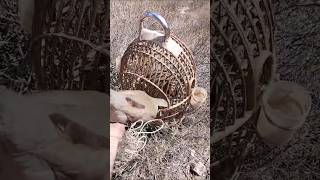 Hunting Time Shikari Chakor Awazشکار کاسیزن سٹارٹ@MerakLsyz02@KeklikSevdallar#birds@WildFocus-