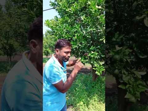 #orange #farming #agriculture #kisan #fruit #mosambi #farmer #orangefarm #nature