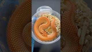 Our two new Hognose snakes! #hognose #hognosesnake #snake #snakes #snakevideo #pets #pet