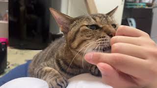 飼い主不在中にゲボしてしまった元野良猫