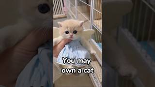 #cat #catfails #funnycats #petfails #funny #failsmoments #pets #catfailcompilation #cute
