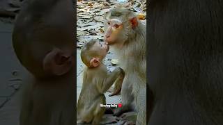 Monkey love Mom 💕#monkey #monkeylove