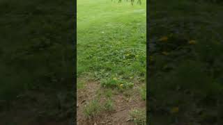 #flyingduck
