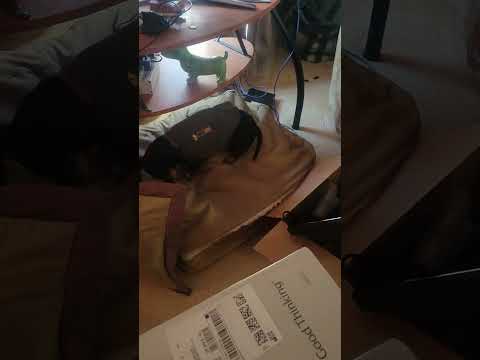 Frank throwing a fit
