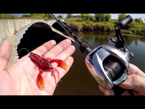 Bridge Bass Were CRUSHING The Craw!