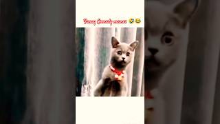 Satrangiya Cats Comedy memes 2025🤣😂 #shorts #trending #comedy #youtubeshorts