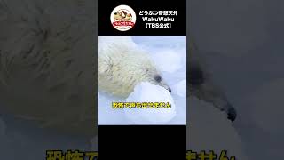 アザラシの赤ちゃんが流氷の間に…【どうぶつ奇想天外／WAKUWAKU】