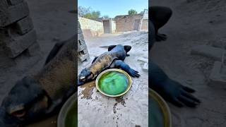 Komodo dragon kay sath yeh kia ho gaya #komodo #shorts #pets