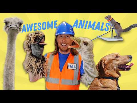 Squirrels, Dogs, and Ostriches | Awesome Animals with Handyman Hal