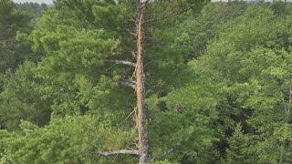 Lightning strike sparks Durham wildfire
