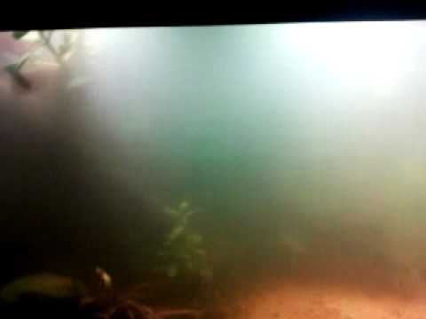 Otocinclus sp. darting around