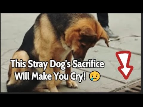 You Won’t Believe What This Stray Dog Was Hiding in the Sewer! #truestory